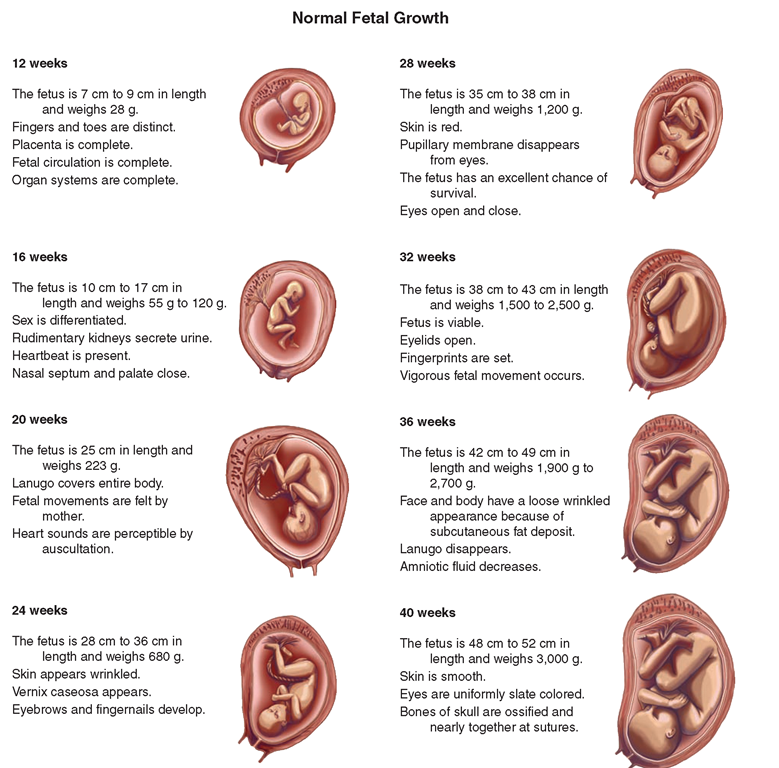 Prenatal (Conception to Birth)